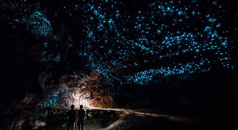 Waitomo Glowworm Caves : New Zealand Holiday Architects