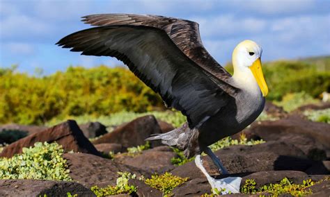 Albatross - A-Z Animals