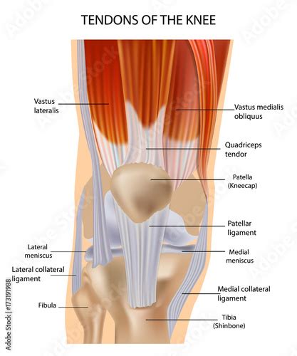 Tendons at the Front of the Knee. Knee Anatomy - Buy this stock vector ...