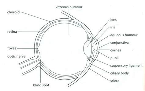 Eye diagram labeled