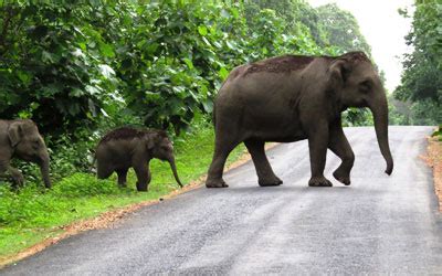 Thekkady Wildlife Sanctuary, Periyar Tiger Reserve, Kerala Tourism ...