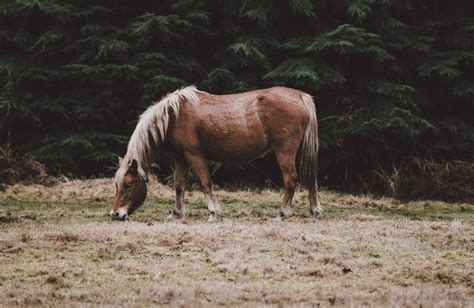 How To Recognize The Symptoms Of Equine Cushing's Disease (PPID ...