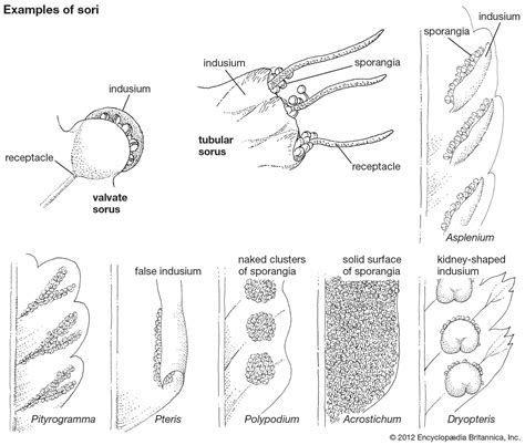 Sporangium | biology | Britannica