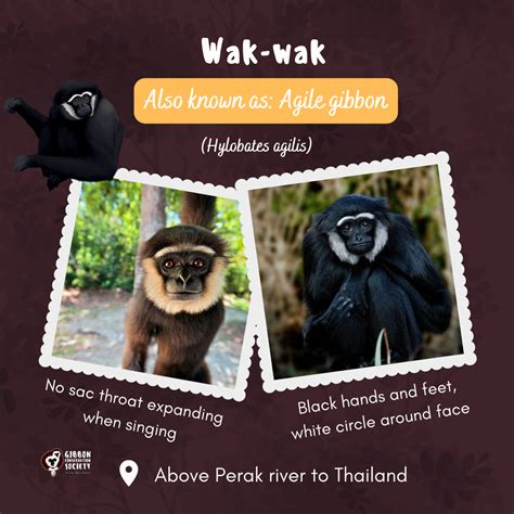 Gibbons – Malaysia’s Endangered Singing Apes – Gibbon Conservation Society