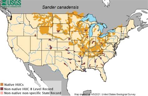 Sauger vs Walleye - Learn These Differences and Catch More! • Panfish ...