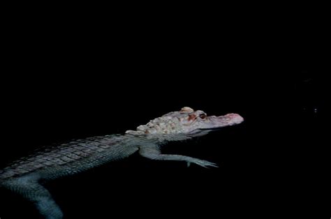 Albino Gator by DiamondStandards on DeviantArt