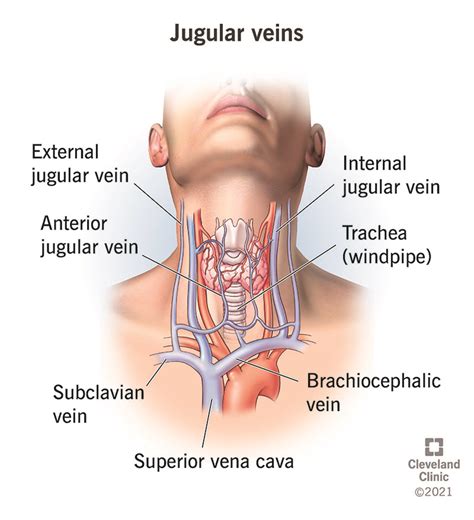 Jugular Veins: Anatomy and Function