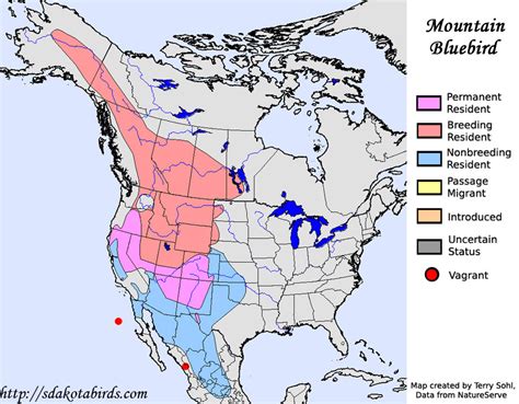 Mountain Bluebird - Species Range Map