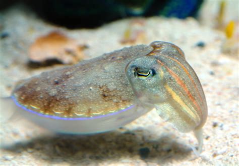 Cuttlefish | Cuttlefish, Small pets, Underwater world