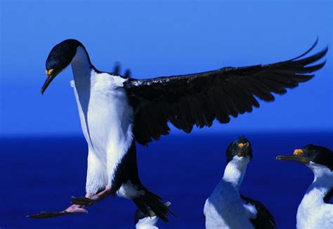 Top 10 Spectacular Birds of Antarctica - HubPages