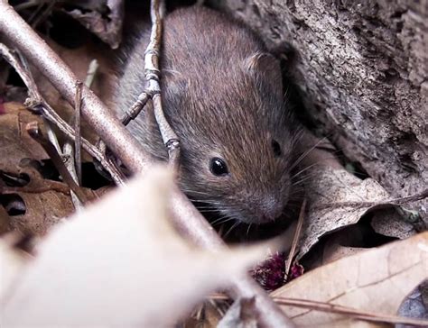 About Voles – Pest Information