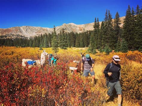 Llama Trekking - Paragon Guides | Backcountry Skiing | Vail Colorado