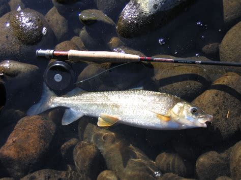 Mountain Whitefish Die-Off In Yellowstone River Worries Wildlife ...