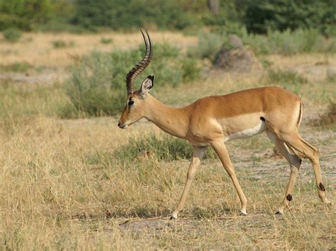 The Impala | Cute Animal All Facts & New Photographs | The Wildlife