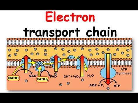 Electron transport chain animation - YouTube