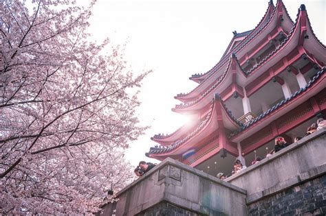 Best time and places to see China's Cherry Blossom | Expats Holidays