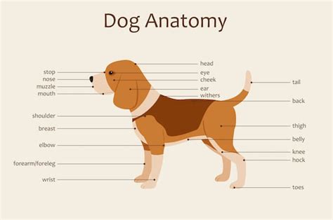 Dog Anatomy Pictures - PictureMeta