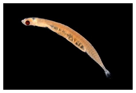 What is the smallest fish? - The Australian Museum