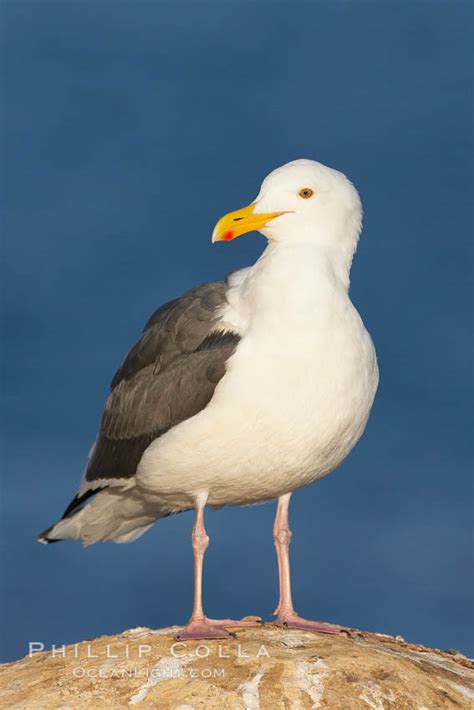 Western gull, adult breeding, Larus occidentalis, La Jolla, California