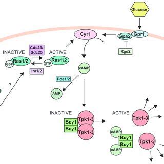 The Protein Kinase A pathway. A simplified view of the RAS/PKA pathway ...