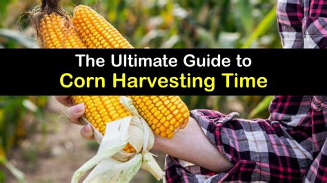 Corn Picking Time- When to Harvest Sweet Corn