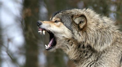 White Wolf : 10 pictures of growling wolves that will awaken your alpha ...