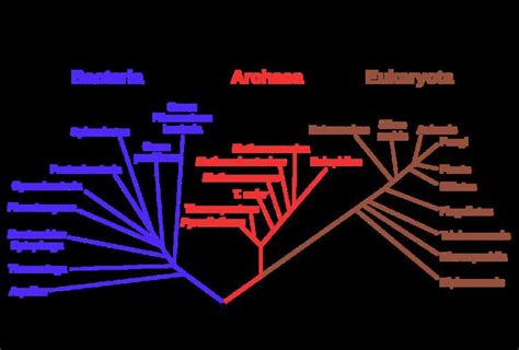 Domain (biology) - Alchetron, The Free Social Encyclopedia