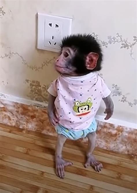 Baby monkeys are beaten, thrown into a lake and tortured to death in ...