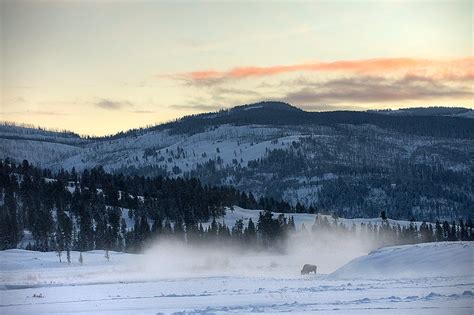 Bison Grazing in Steam | Sean Crane Photography