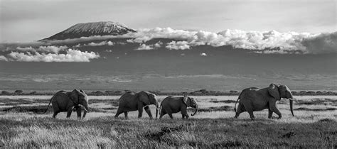 Kilimanjaro Elephants Photograph by Eric Albright - Pixels