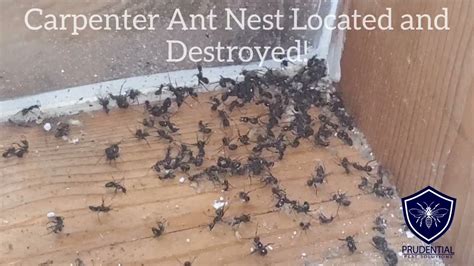 Carpenter Ant Nest Treated and Eradicated! - YouTube