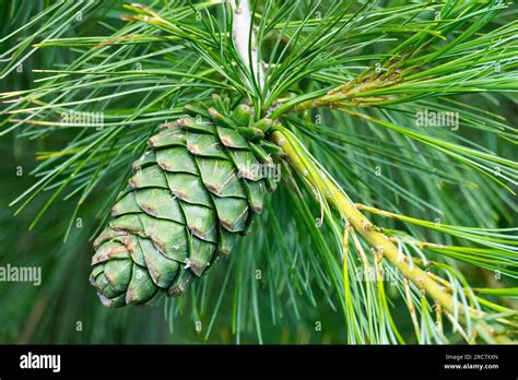 Armand Pine, Chinese White Pine, Pinus armandii, Pine Cone Stock Photo ...