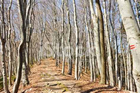 Forest In Late Autumn Stock Photo | Royalty-Free | FreeImages