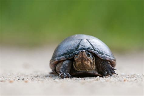 Eastern Mud Turtle | Sean Crane Photography