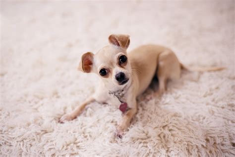 Chihuahua Terrier Mix - Breed Guide & Top Facts - Animal Corner