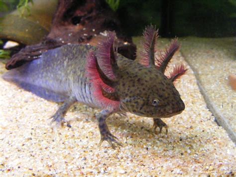 Axoholics Anonymous - Axolotl Color Variations