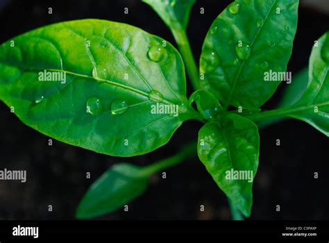 Sweet pepper leaves Stock Photo - Alamy