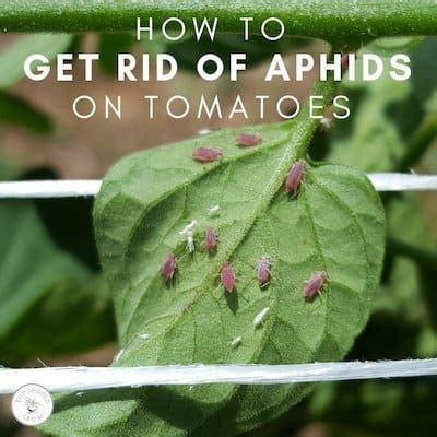 How To Get Rid Of Aphids On Tomatoes - You Should Grow