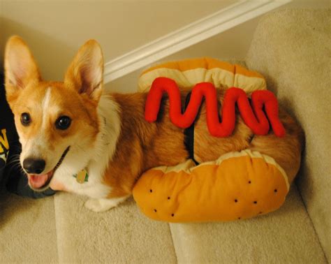 Hot dog costume Corgi