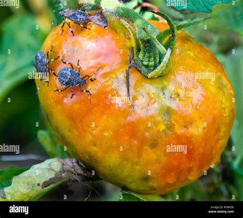 Tomato Bug Damage