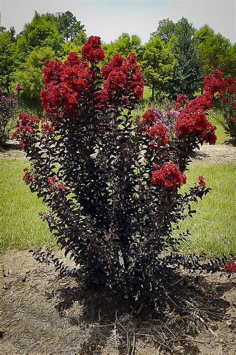 Red Hot Black Diamond Crape Myrtles For Sale | The Tree Center