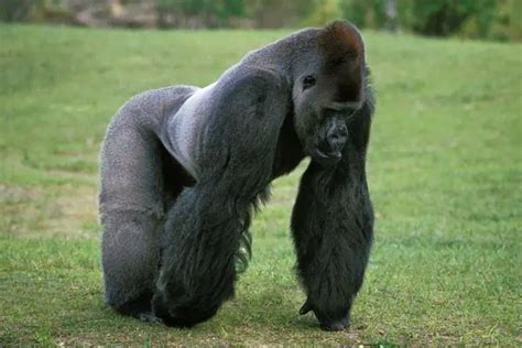 Eastern Gorilla - Leo Zoo