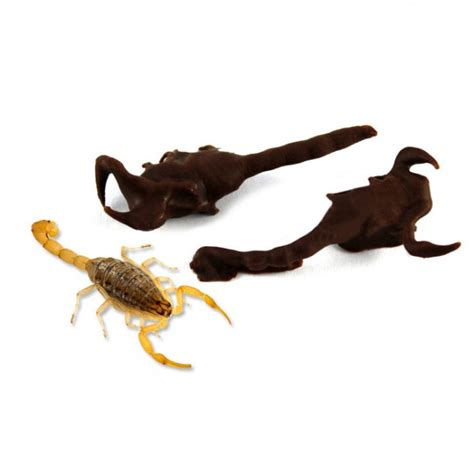 Chocolate Covered Scorpions