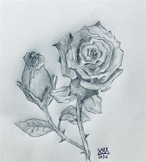 Pencil Drawing Rose Flowers | Best Flower Site