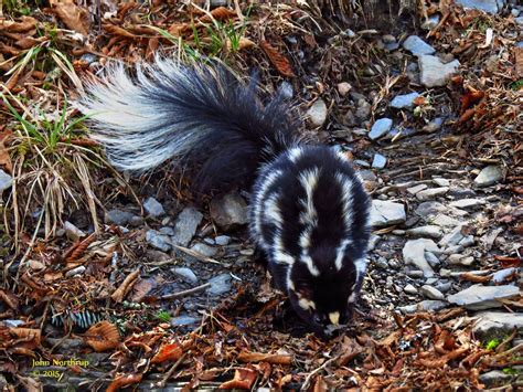 Eastern Spotted Skunk.... Great Smoky Mountains Association ...