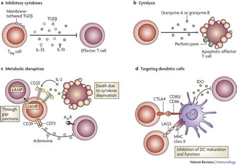 Basic mechanisms used by TReg cells.Depiction of the various regulatory ...