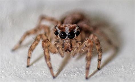 17 New York spiders that will make your skin crawl - newyorkupstate.com