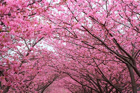 Pink Cherry Blossom Tree Wallpapers - Top Free Pink Cherry Blossom Tree ...