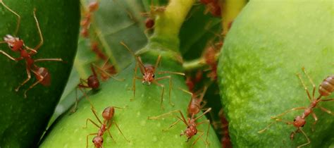 Carpenter Ants vs Fire Ants—Which is Which? | ABC Blog