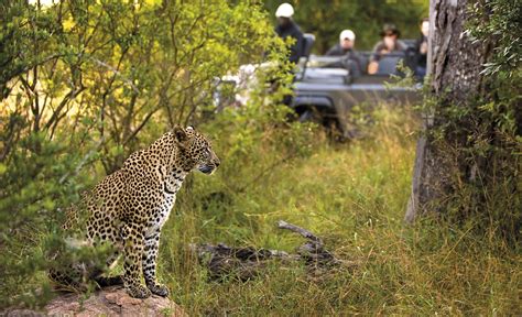 Lion Sands Narina Lodge - The Africa Adventure Company